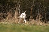 DOGUE ARGENTIN 124
